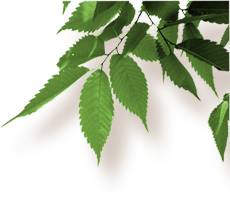 Delanies Cofee Leaves
